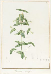 Correa Vieisiflora - Pierre Joseph Redouté